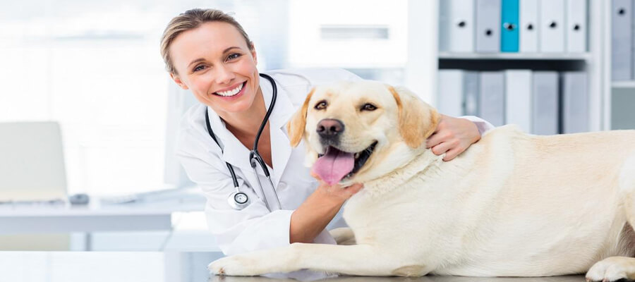  The Importance of Annual Vet Check-Ups for Dogs